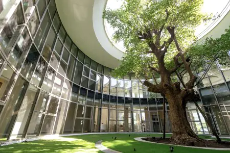 Jardín interior con gran árbol en la clínica VAANAA Longevity Bangsaen, Tailandia