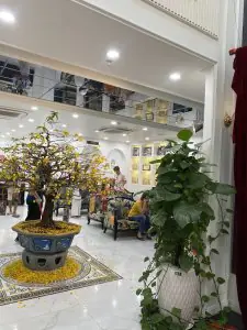منطقة انتظار في عيادة دليا الدولية لطب الأسنان مع نباتات داخلية وديكور حديث
