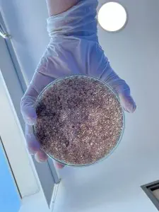 فني مختبر يحمل طبق بتري بعينات في Innovart Medical IPS