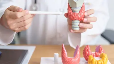 طبيب يشرح تشريح الغدة الدرقية باستخدام نموذج طبي في عيادة Prof. Dr. Özgür Kılıçkesmez